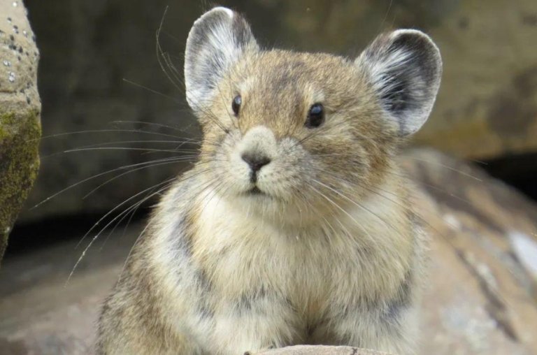 Pika, animal de 20 centímetros, está ameaçado de extinção