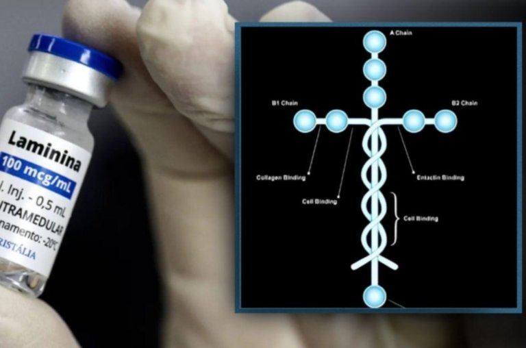 Polilaminina em forma de cruz é esperança contra a tetraplegia