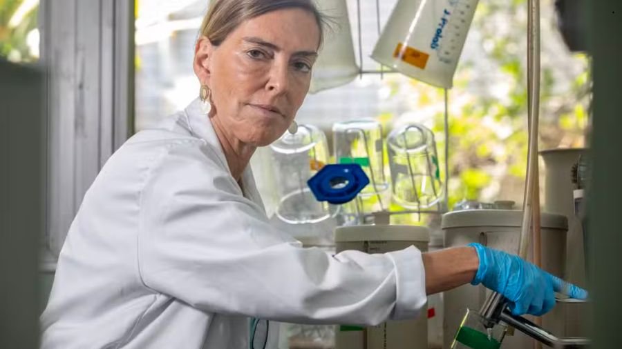 Um exemplo recente &eacute; o trabalho da pesquisadora Tatiana Coelho Sampaio