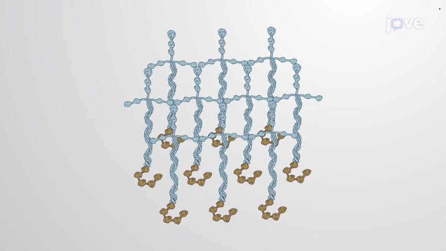 A polilaminina &eacute; uma mol&eacute;cula derivada das lamininas, prote&iacute;nas que o pr&oacute;prio corpo humano produz naturalmente