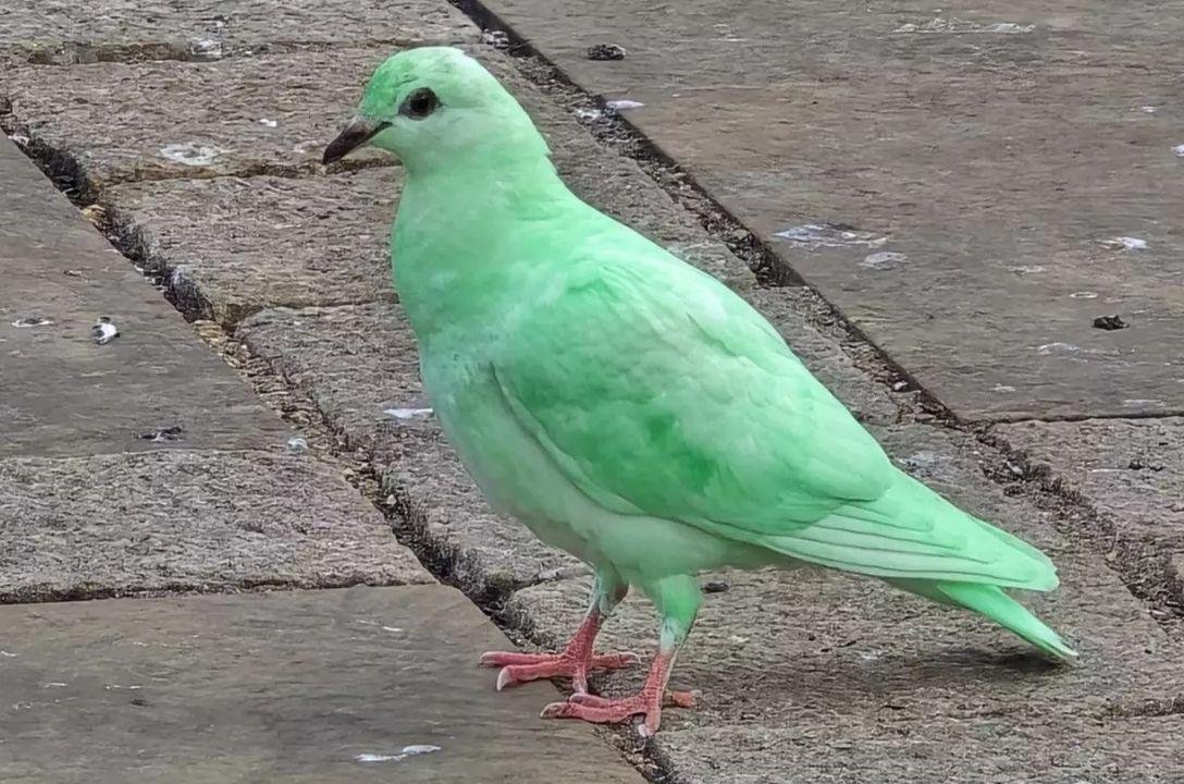 Pombo verde neon choca a internet e preocupa ambientalistas