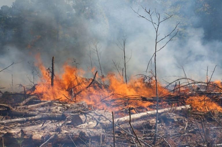 Por que os incêndios florestais iniciados por atividades humanas podem ser mais destrutivos?
