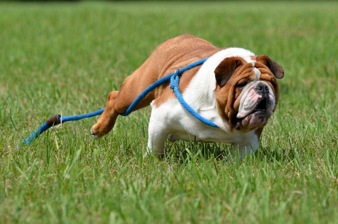 Por que seu cachorro foge?