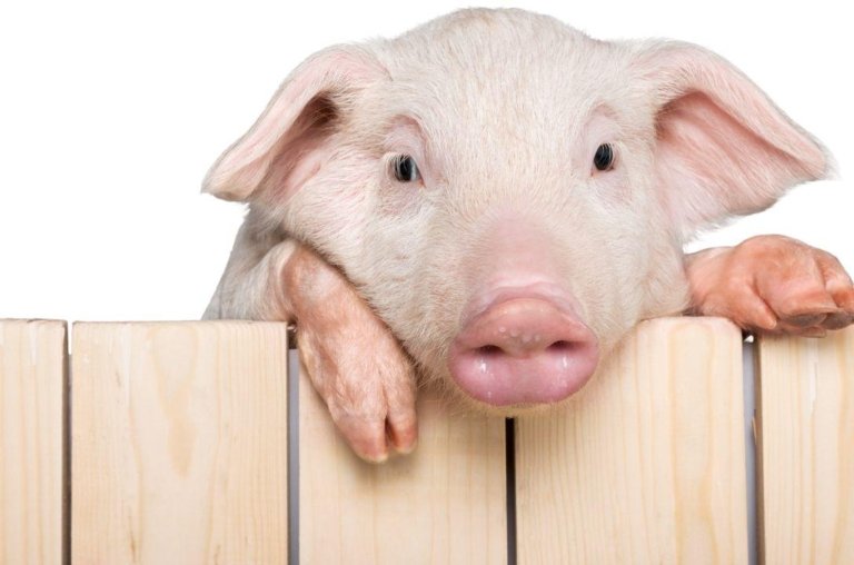Porcos são mais inteligentes que cachorros e muitas crianças