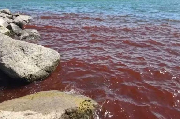 Praga bíblica? Mar da Galileia fica vermelho. Entenda o motivo: