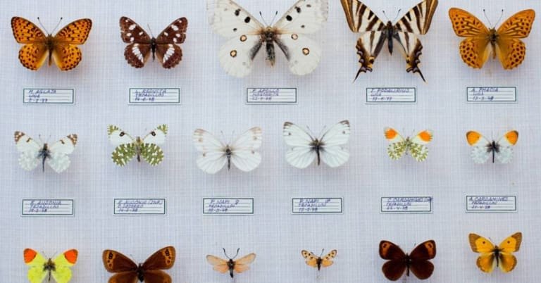 Qual a diferença entre espécie e subespécie?