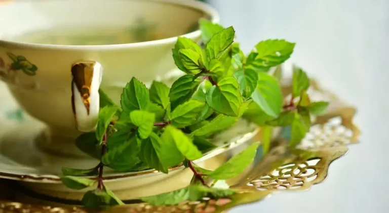 Qual é a diferença entre menta e hortelã?
