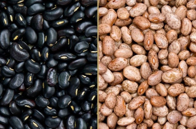 Qual feijão é mais nutritivo e saudável? Preto ou carioca?