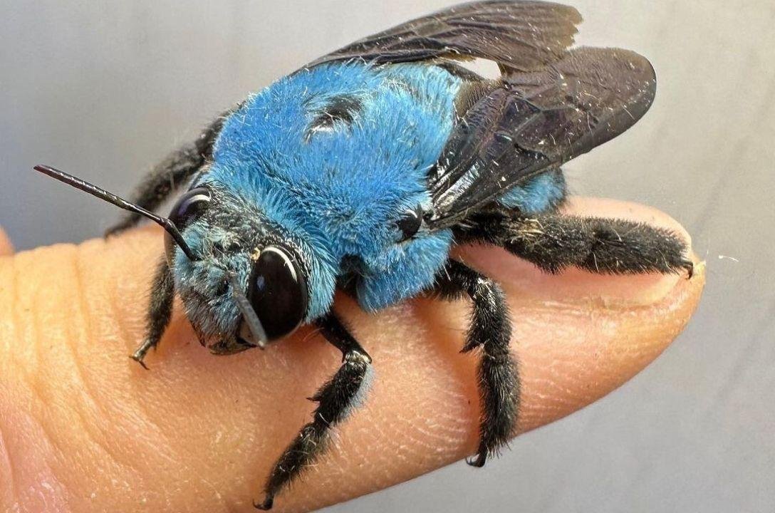 Quase 10 anos depois, abelha-carpinteira-azul é reencontrada