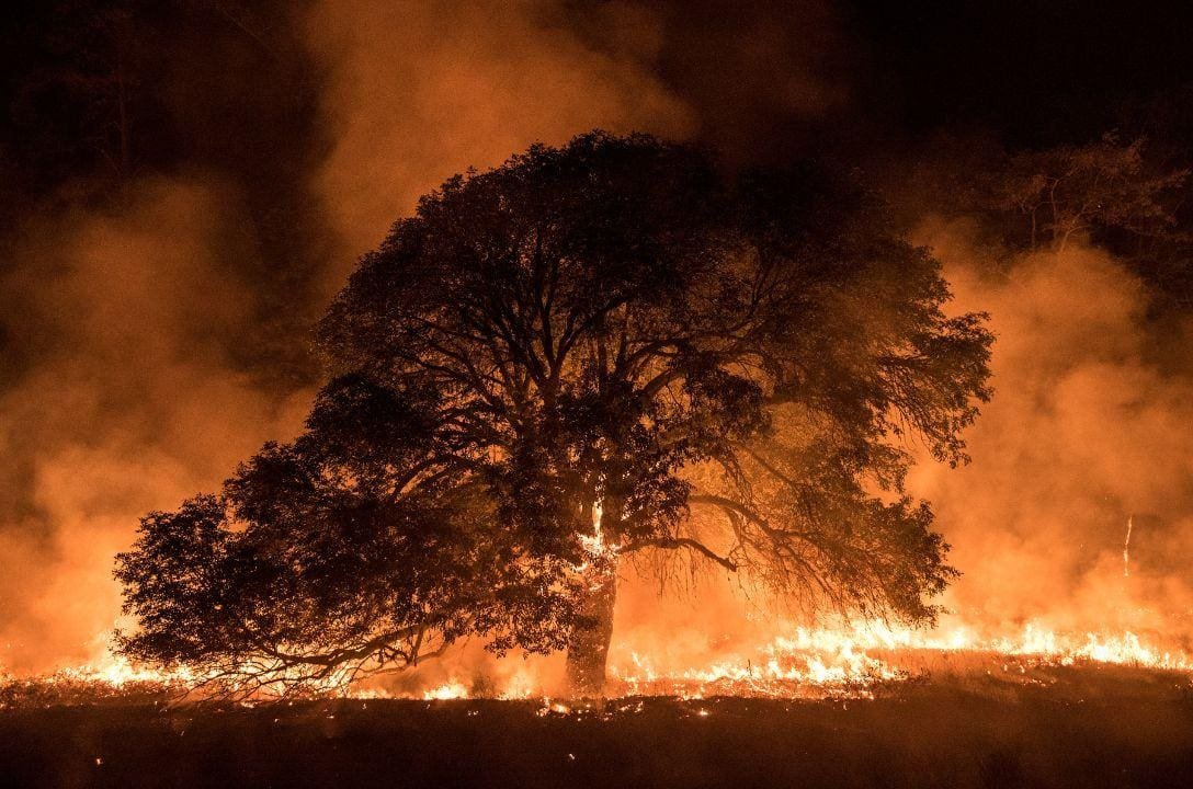 Queimadas trazem impactos devastadores para saúde e meio ambiente