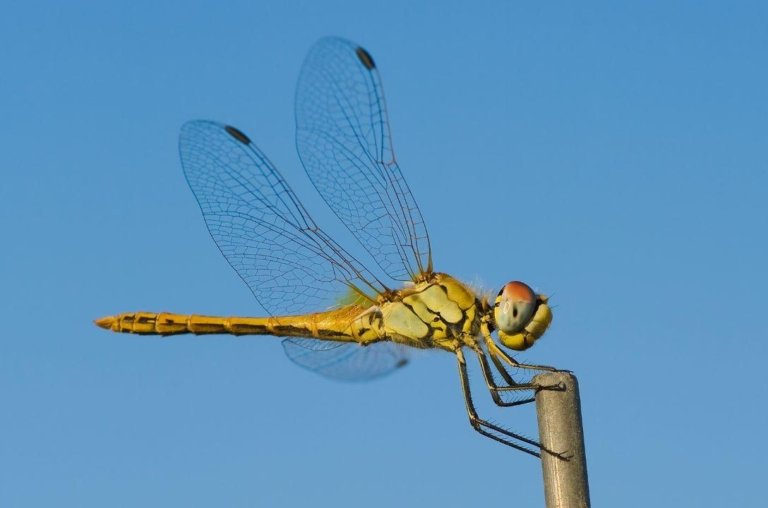 Quem mata uma libélula é responsável por 100 picadas de mosquito