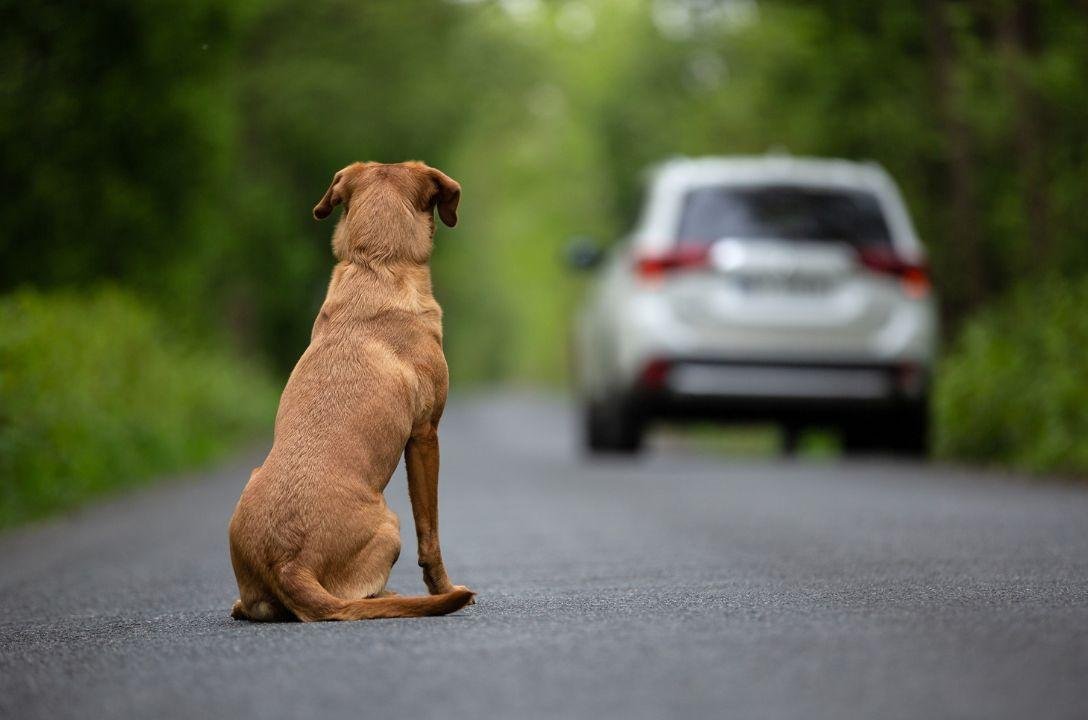 Quem usar veículo para abandonar animais pode perder a CNH