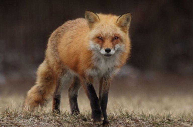 Raposa viúva - Ele fica sozinho e cuida dos filhotes