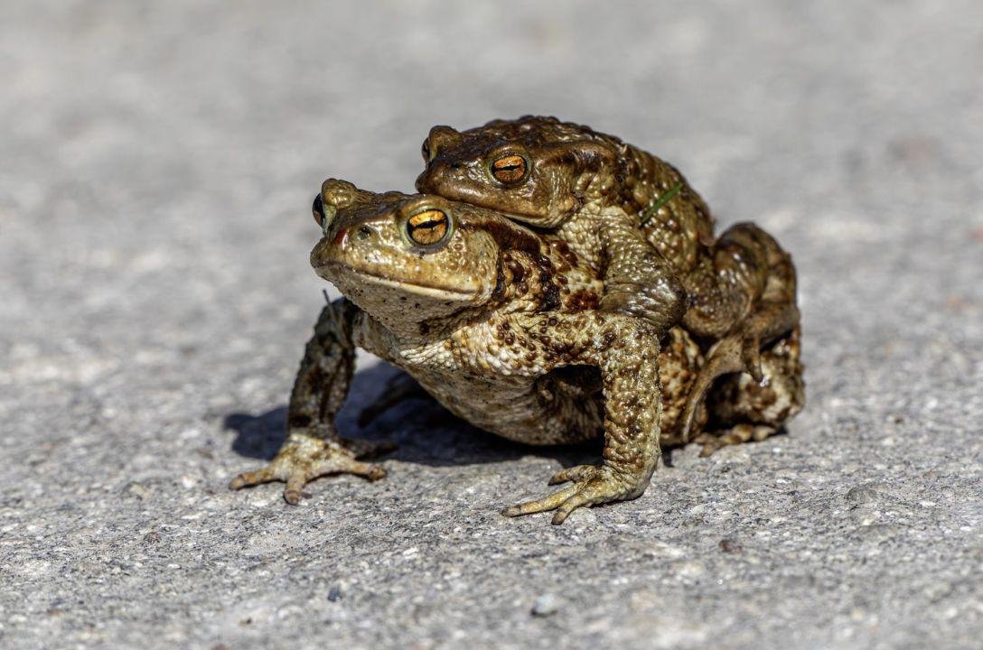 Rãs fêmeas desta espécie fingem de mortas para não acasalar
