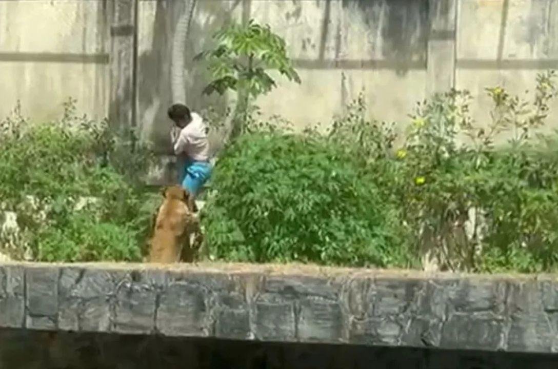 Relembre acidentes em zoológicos que chocaram o mundo