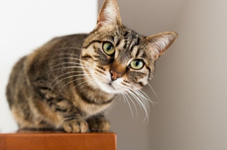 Saber estas três curiosidades científicas vai melhorar sua conexão com gatos