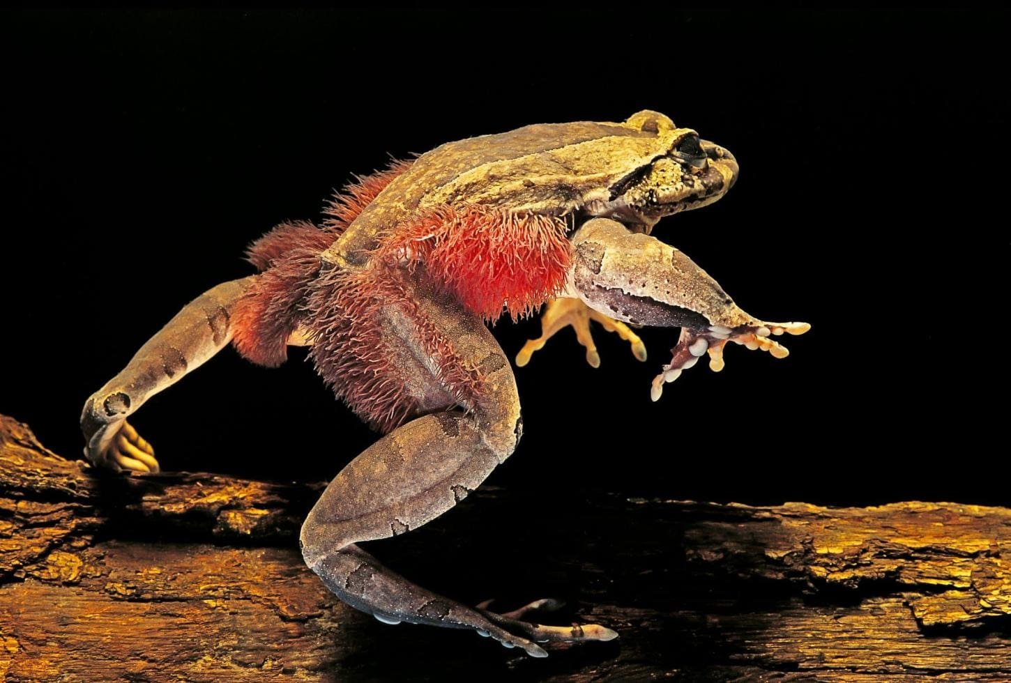 Sapo Wolverine: A Curiosa Defesa Óssea e Peluda da Natureza