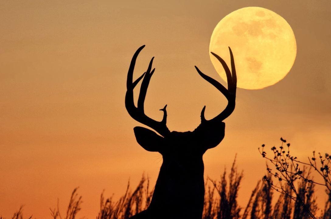 Se você nunca viu a Lua do Veado, chegou sua oportunidade