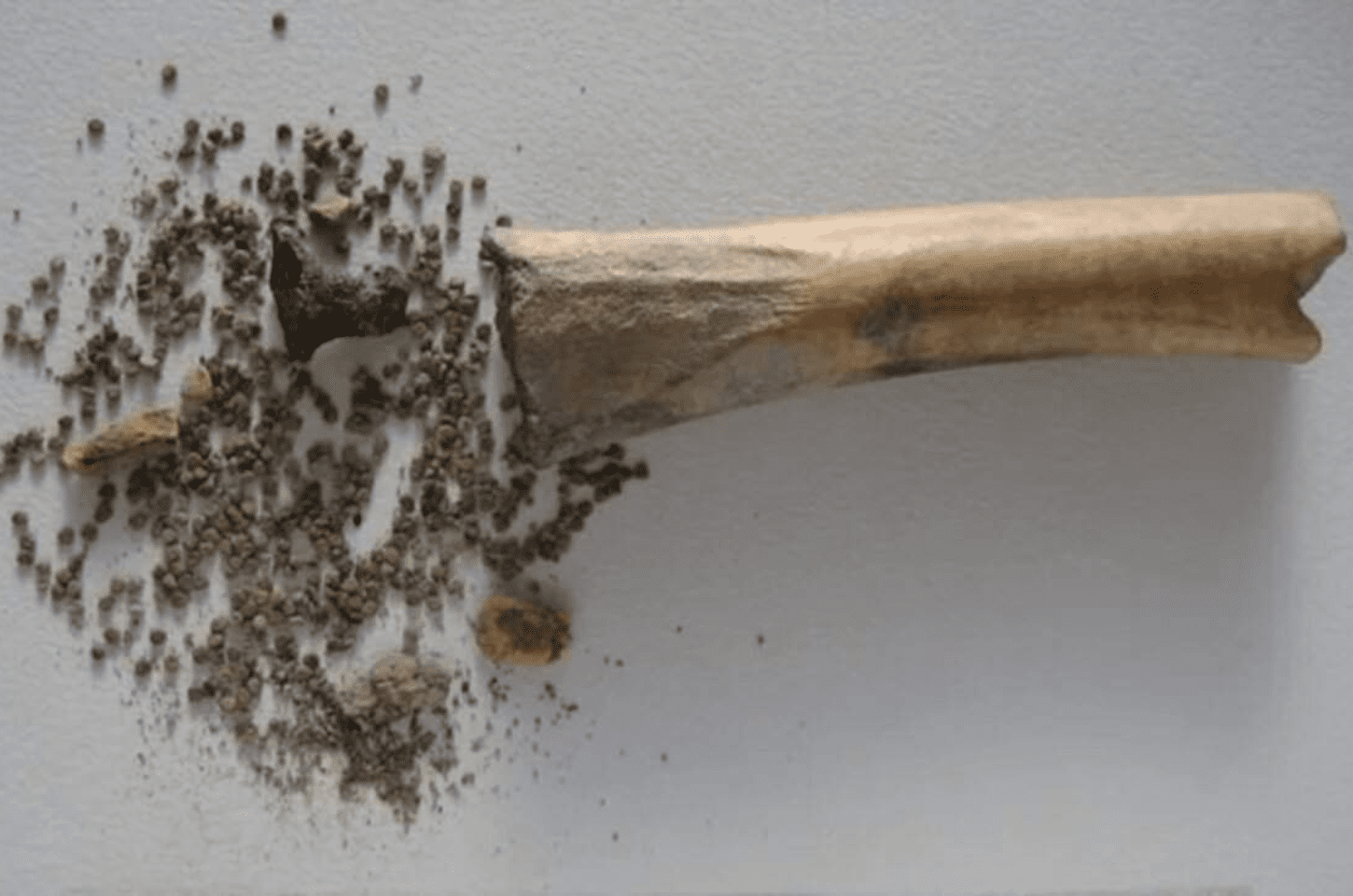 Segredos milenares: Uso de sementes alucinógenas entre os romanos