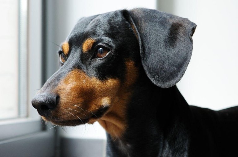 Seu cachorro também pensa nos problemas antes de dormir