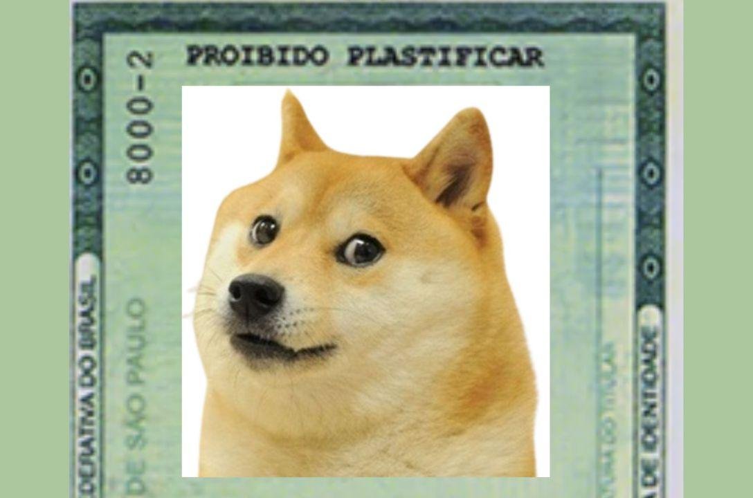 Seu pet com RG? Saiba mais sobre essa identidade animal