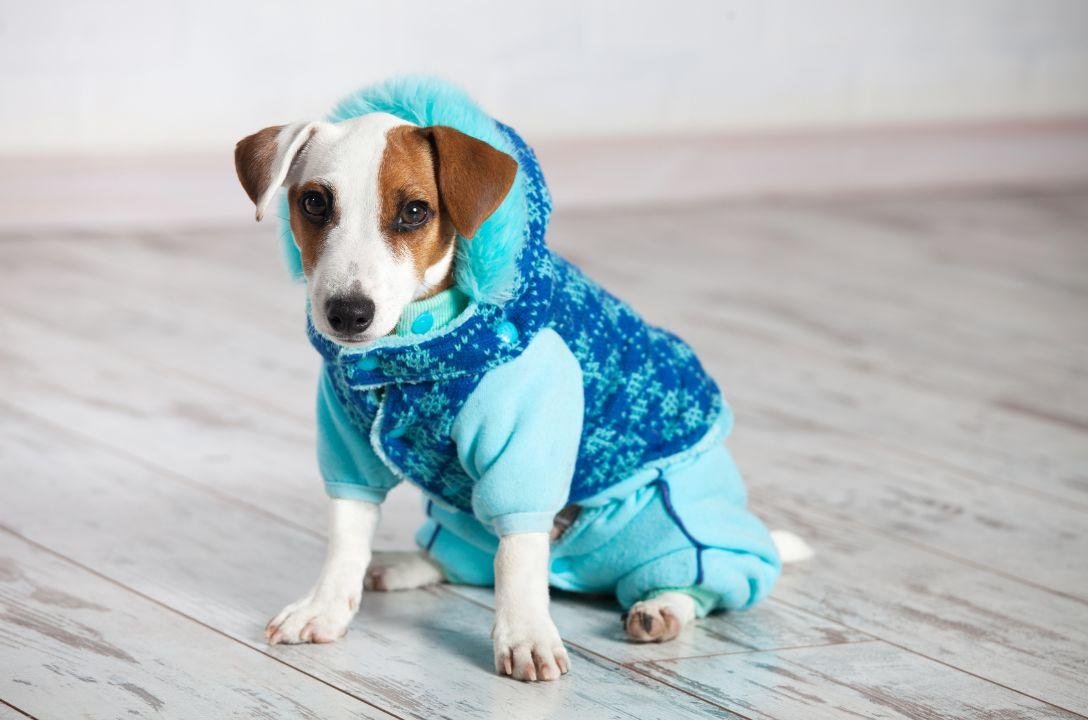 Seu pet precisa de roupa no frio? O que dizem os veterinários?