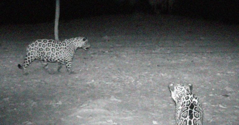 Solitárias por natureza, onças-pintadas são flagradas em grupo no Pantanal