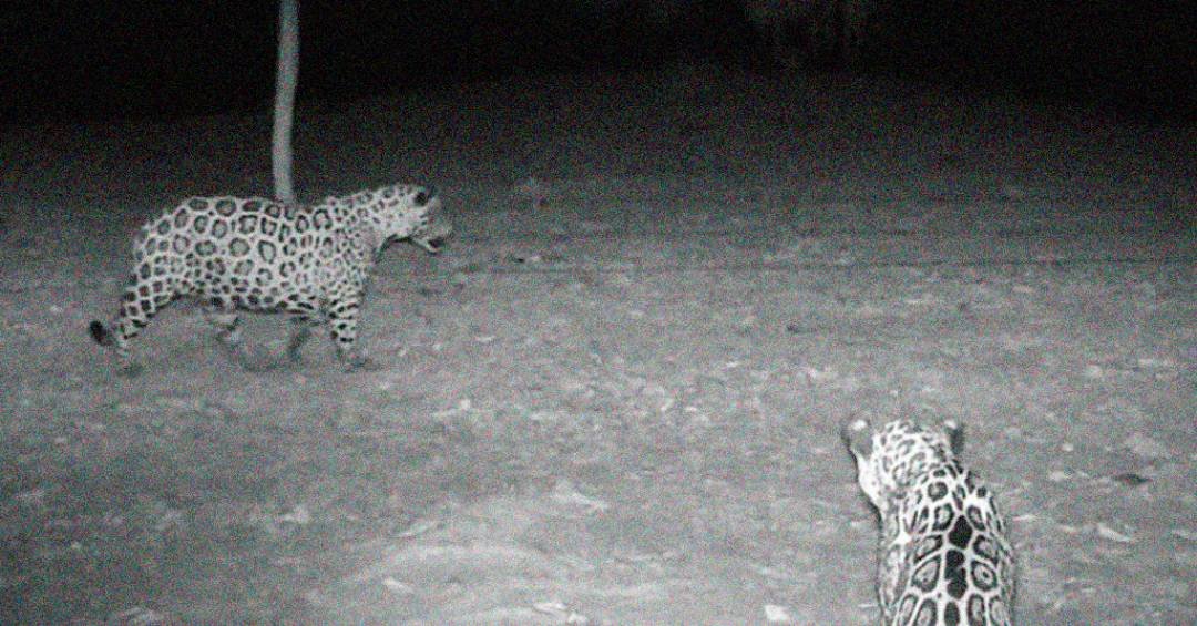 Solitárias por natureza, onças-pintadas são flagradas em grupo no Pantanal