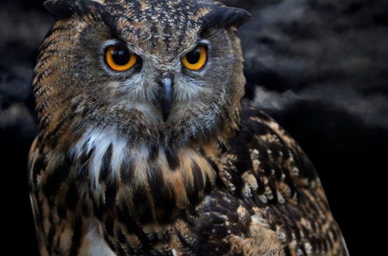 Sons de pássaros que sāo assustadores!