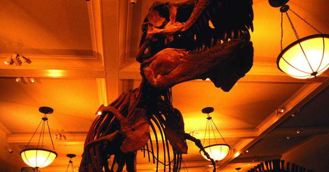 T. Rex levava até 40 anos para atingir o tamanho adulto, aponta estudo