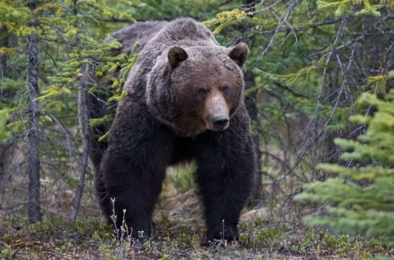 "The Boss" - O urso indestrutível que reina no Canadá