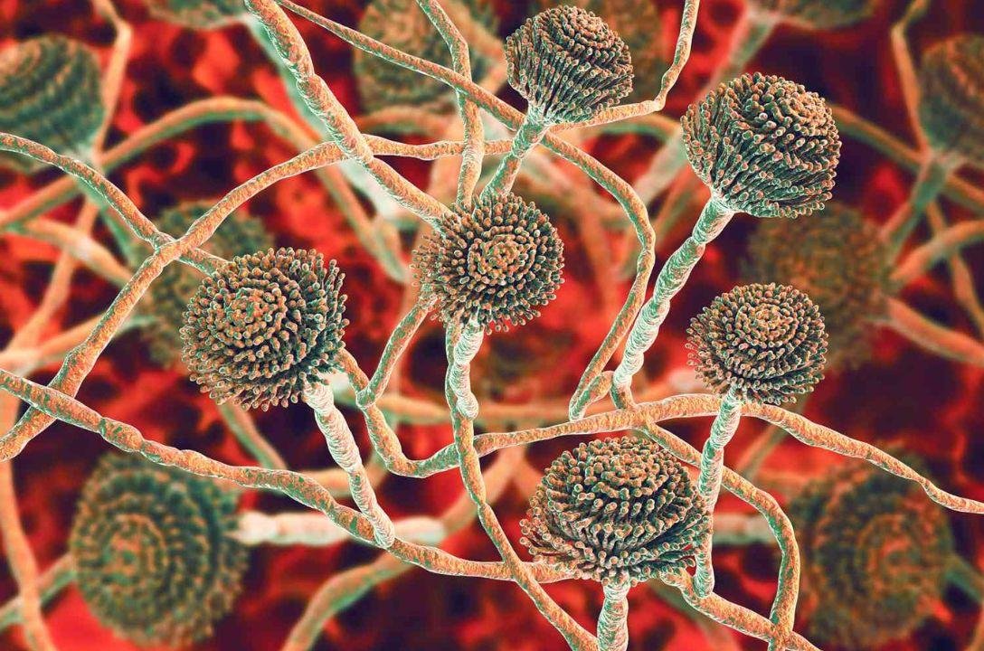 The Last of Us na vida real? Fungo mortal está se espalhando