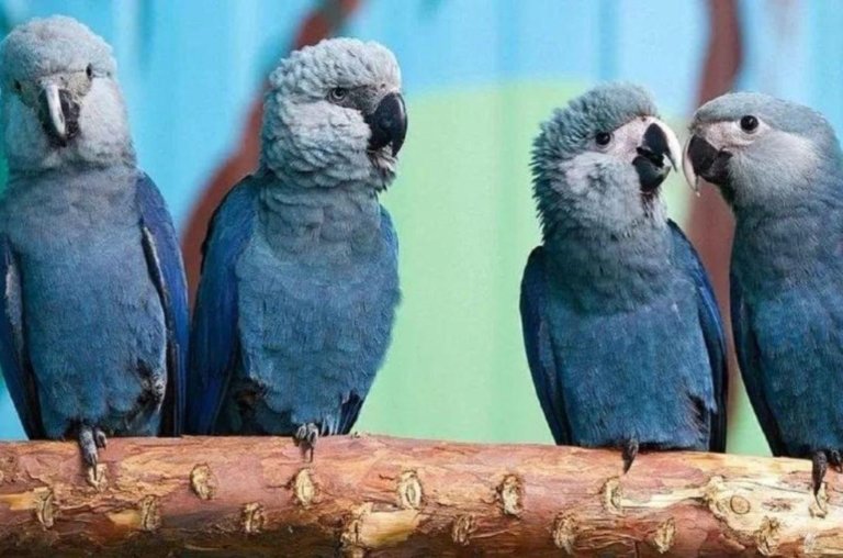 Últimas ararinhas-azuis da natureza pegam vírus letal