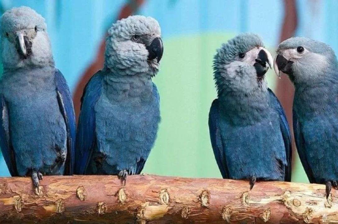 Últimas ararinhas-azuis da natureza pegam vírus letal