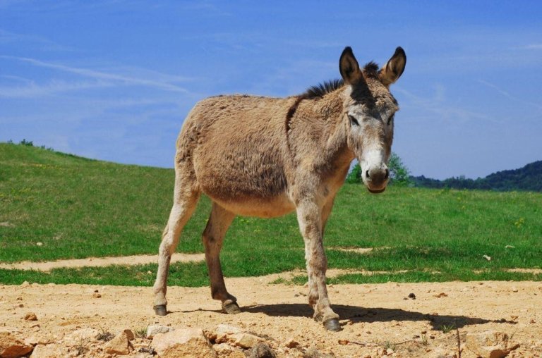 Um burro apareceu liderando uma manda de veados