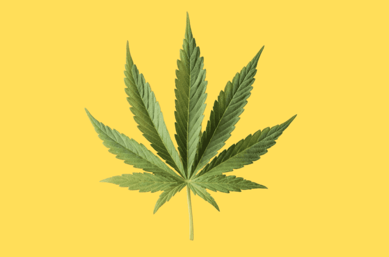 Veja 5 curiosidades sobre a cannabis que você provavelmente não sabia