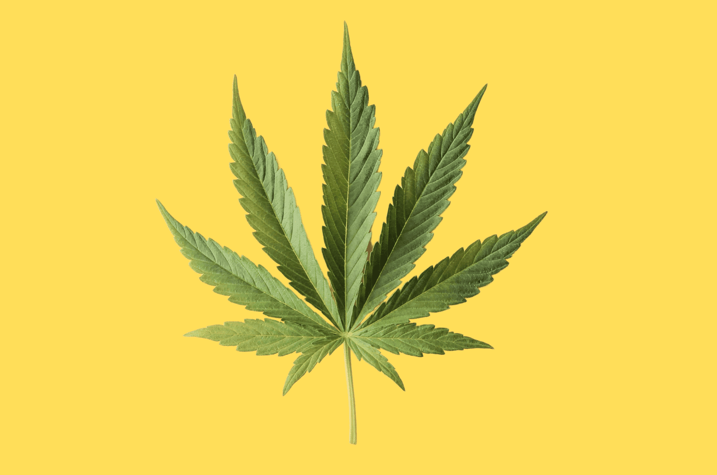 Veja 5 curiosidades sobre a cannabis que você provavelmente não sabia