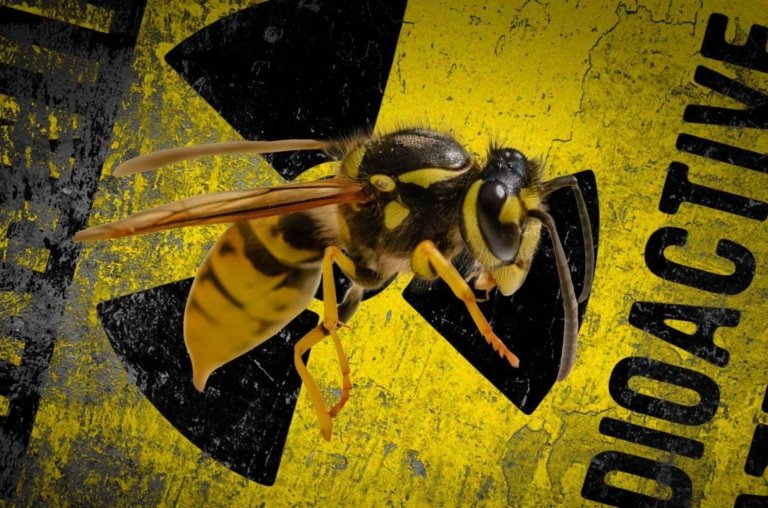 Vespas radioativas aparecem em complexo nuclear da Guerra Fria