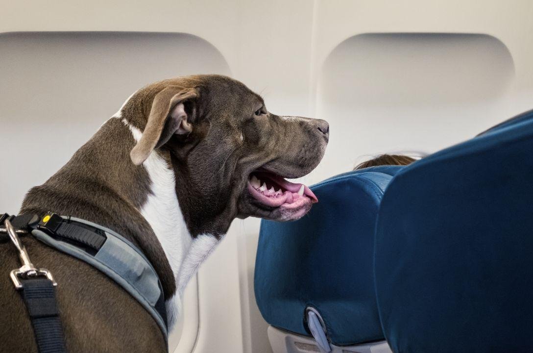 Você pode viajar junto com seu pet no avião?