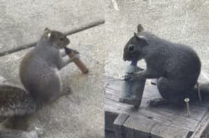 Esquilos fumando vapes no lixo