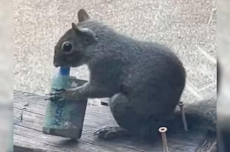 Esquilos estão “fumando” vapes perdidos?