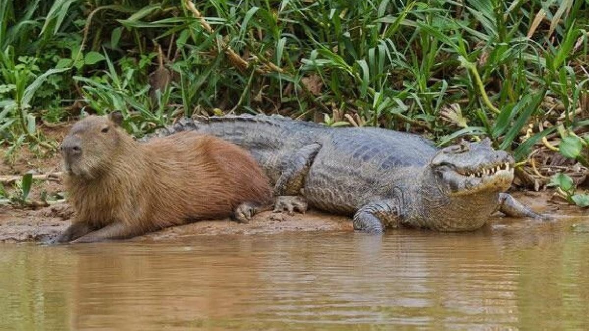 A conviv&ecirc;ncia curiosa entre jacar&eacute;s e capivaras tem intrigado turistas, fot&oacute;grafos e at&eacute; pesquisadores.