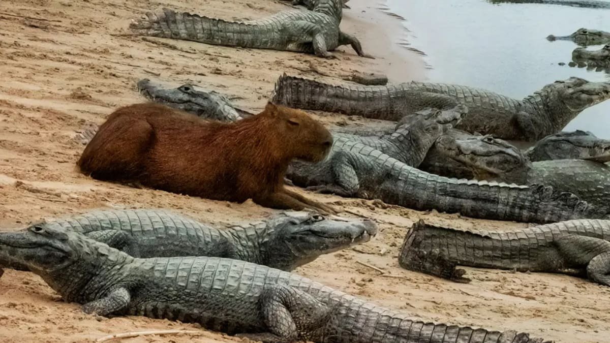 A rela&ccedil;&atilde;o entre jacar&eacute;s e capivaras tamb&eacute;m &eacute; influenciada pelo comportamento das pr&oacute;prias capivaras