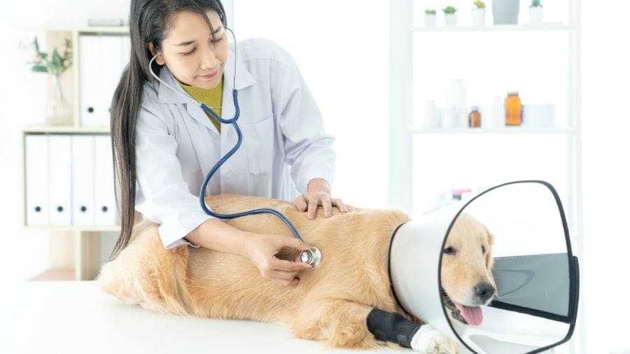 Essa decis&atilde;o acabou conectando duas &aacute;reas que raramente se cruzavam: prote&ccedil;&atilde;o animal e direitos trabalhistas
