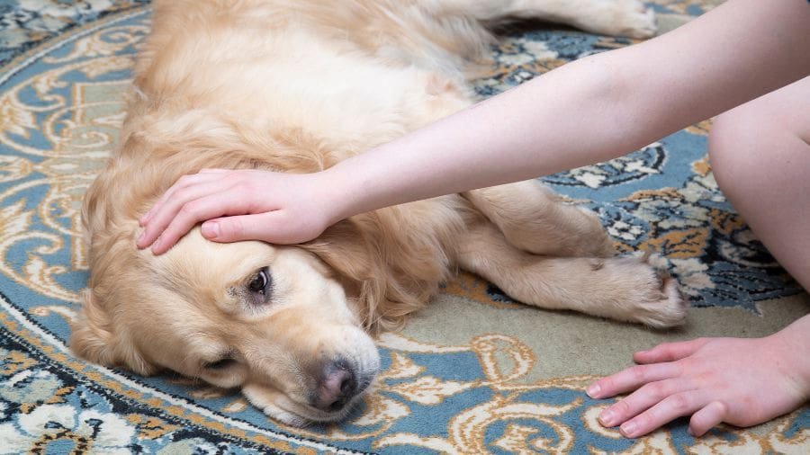 Na It&aacute;lia, trabalhadores conquistaram o direito &agrave; licen&ccedil;a para cuidar de pets doentes