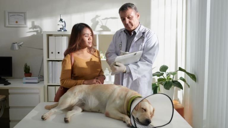 Itália aprova licença para cuidar de pets doentes