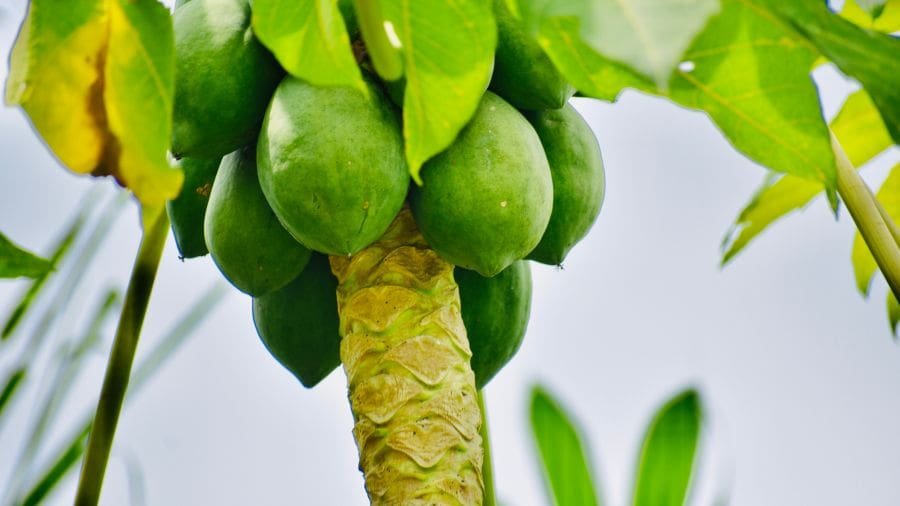 Ainda n&atilde;o h&aacute; comprova&ccedil;&atilde;o cl&iacute;nica robusta de que o mam&atilde;o como anticoncepcional masculino seja seguro e eficaz