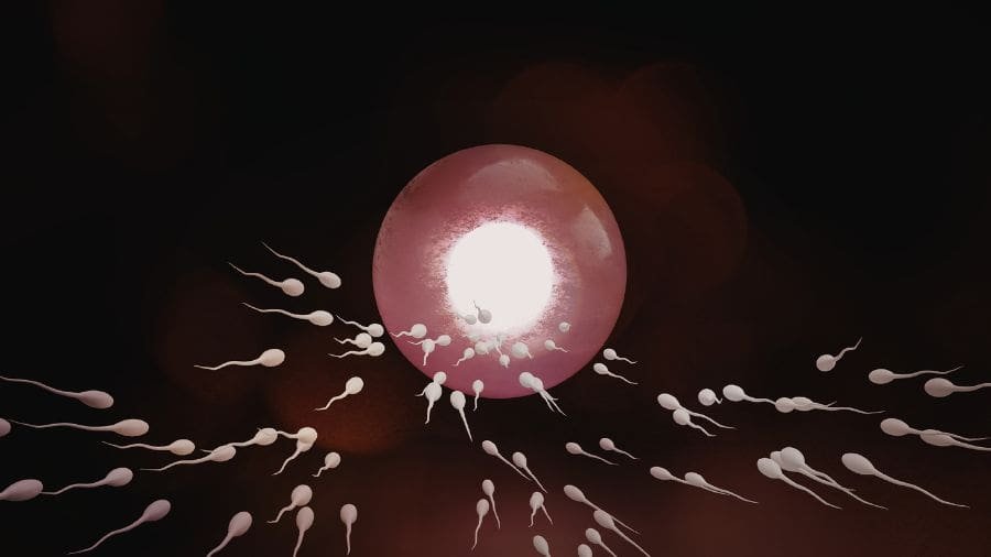 O que est&aacute; em jogo n&atilde;o &eacute; apenas impedir temporariamente a fertilidade, mas fazer isso de forma revers&iacute;vel