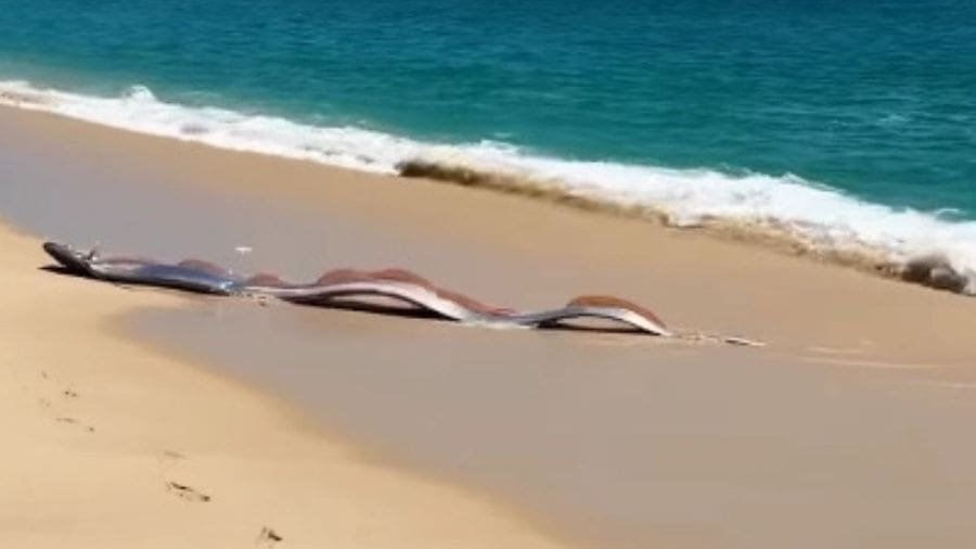 Mesmo sendo raros, encontros com peixes do ju&iacute;zo final pr&oacute;ximos &agrave; costa podem acontecer ocasionalmente