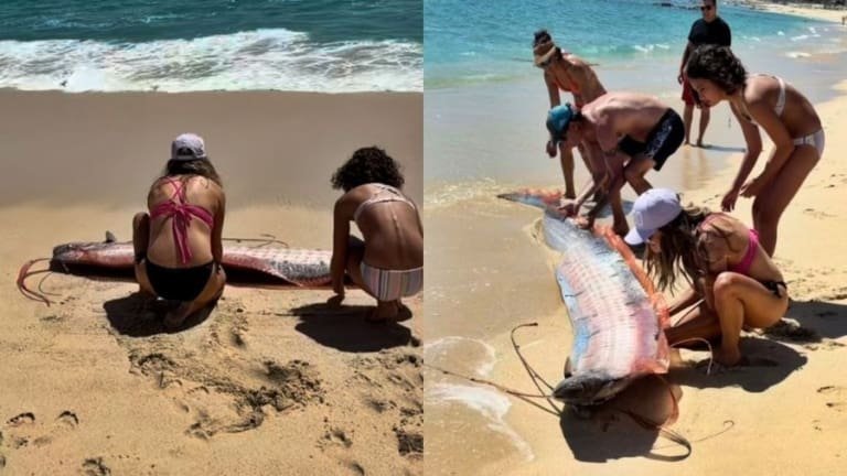 Dois peixes do juízo final são vistos em praia no México